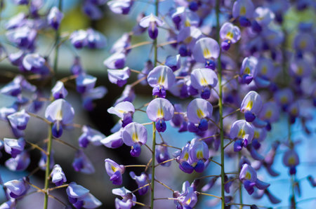 Wisteria at Kameido shrine,tokyo,japanの写真素材