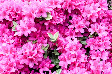 azalea at nezu shrine,tokyo,japanの写真素材