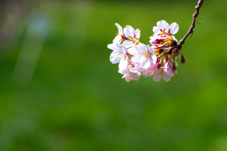 japanese sakura flower,cherry blossomの写真素材