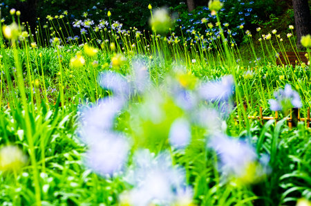 African lily Agapanthus flowerの写真素材