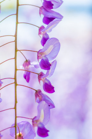 Wisteria at Kameido shrine,tokyo,japanの写真素材
