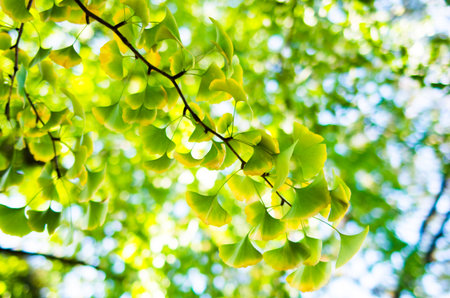 ginkgo leavesの写真素材