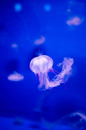 Jellyfishの写真素材