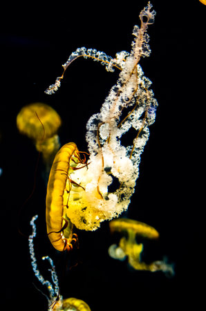 Jellyfishの写真素材
