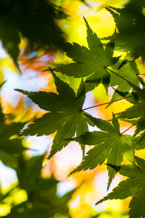 japanese maple green leaves