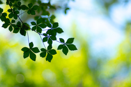 green leavesの写真素材