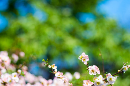 japanese sakura flower,cherry blossomの写真素材