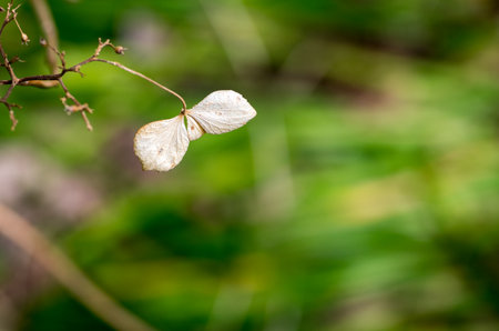 The Hydrangea withered flowerの写真素材