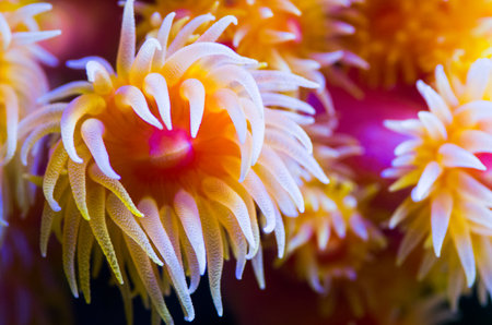 Sea anemoneの写真素材