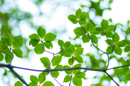 green leavesの写真素材