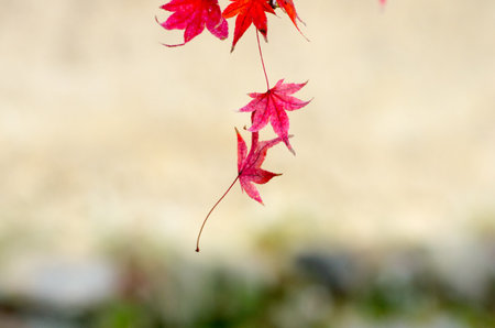 japanese autumn leavsの写真素材