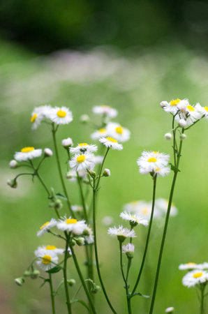 chrysanthemumの写真素材