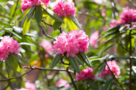 Rhododendron at hakone goura park,kanagawa,japanの写真素材