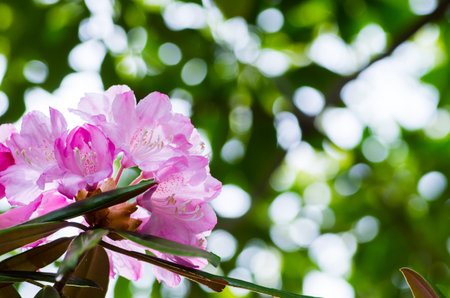 Rhododendron at hakone goura park,kanagawa,japanの写真素材