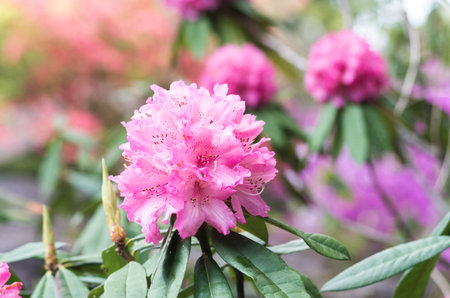Rhododendron at hakone goura park,kanagawa,japanの写真素材