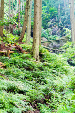 green forestの写真素材