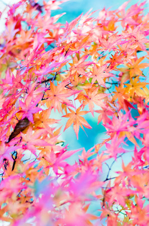 japanese autumn leavsの写真素材