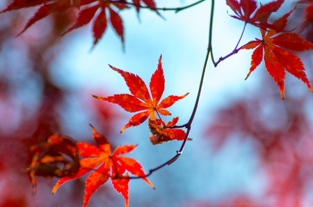 japanese autumn leavsの写真素材