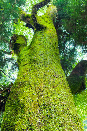 green forestの写真素材