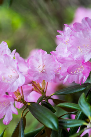Rhododendron at hakone goura park,kanagawa,japanの写真素材