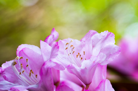 Rhododendron at hakone goura park,kanagawa,japanの写真素材