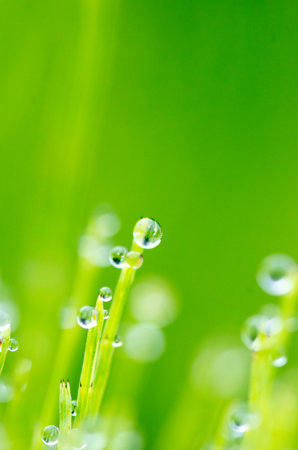 green water dropsの写真素材