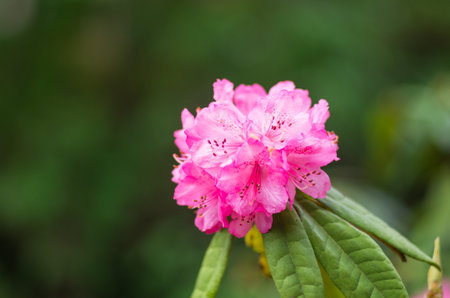 Rhododendron at hakone goura park,kanagawa,japanの写真素材