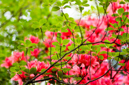 Rhododendron at hakone goura park,kanagawa,japanの写真素材