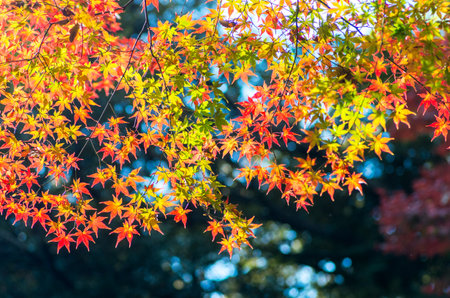japanese autumn leavsの写真素材