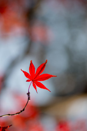 japanese autumn leavs
