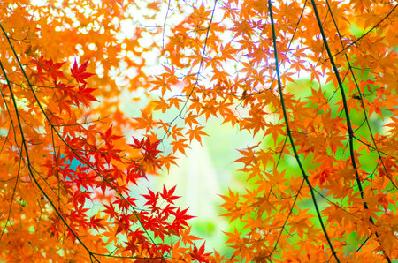 japanese autumn leavs