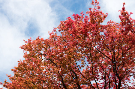 japanese autumn leavsの写真素材