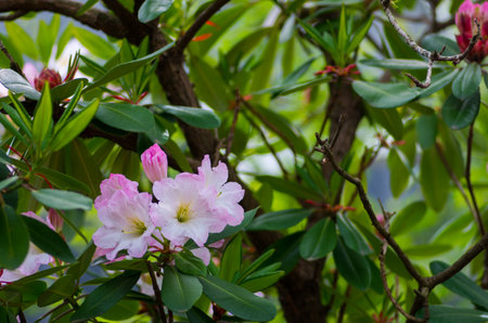 Rhododendron at hakone goura park,kanagawa,japanの写真素材