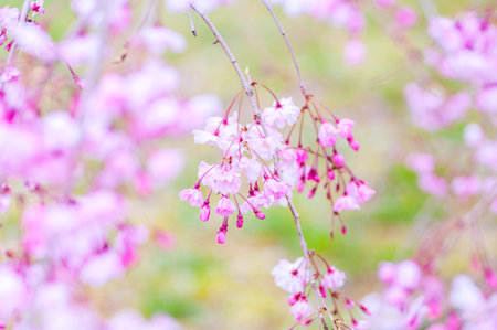 japanese cherry blossoms SAKURAの写真素材