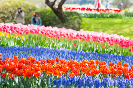 Tulip at showa memorial park,tokyo,tour of japanの写真素材
