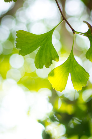ginkgo leavesの写真素材