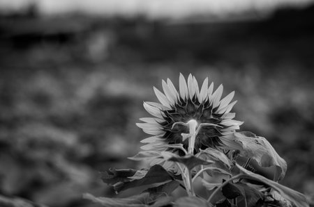 sunflowerの写真素材