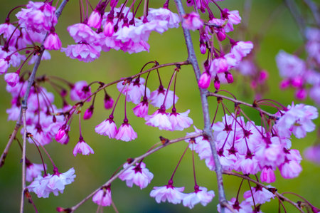 japanese cherry blossoms SAKURAの写真素材
