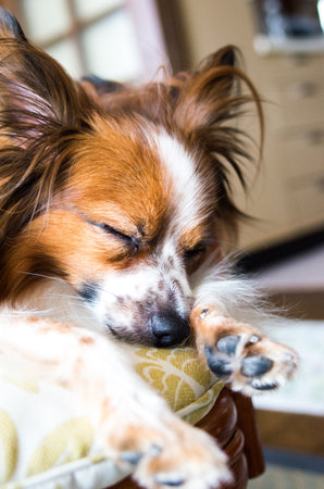 sleeping Papillon dogの写真素材