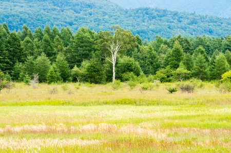 Odashirogahara Plateau,tochigi,tourism of japanの写真素材