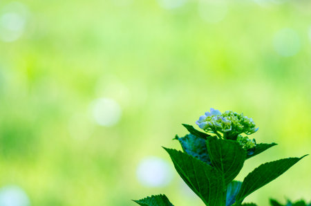 Hydrangeaの写真素材
