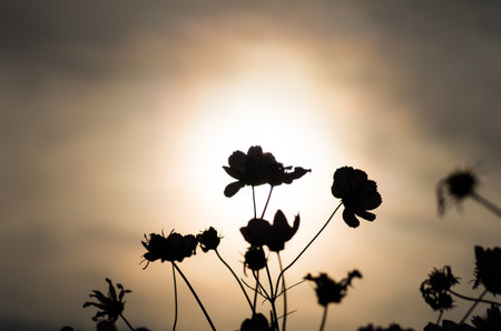 silhouette cosmos flowerの写真素材