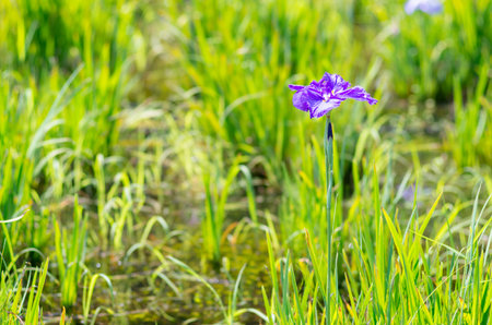 blue flagan irisの写真素材