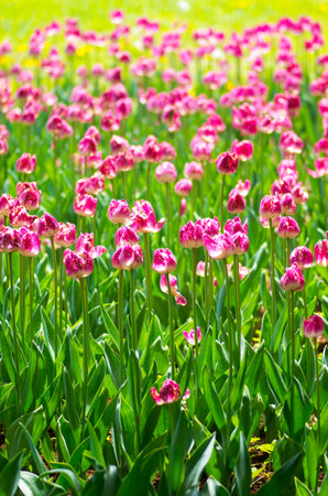Tulip at showa memorial park,tokyo,tour of japanの写真素材