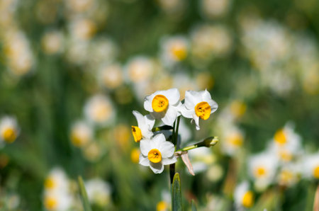 narcissus flower at hota area chiba,tourism of japanの写真素材