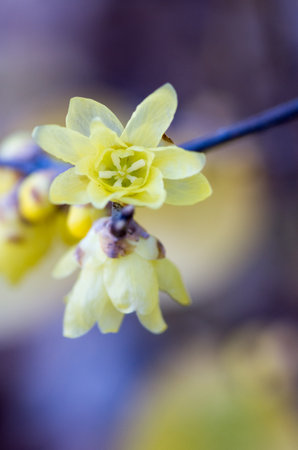 Wintersweetの写真素材