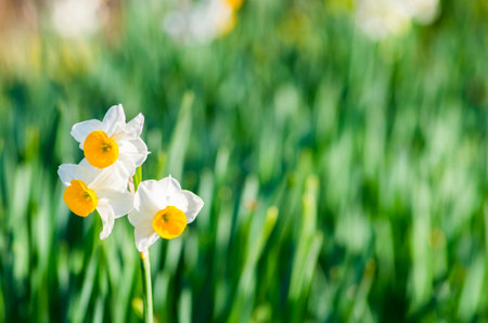 japanese narcissusの写真素材