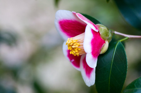 Camelliaの写真素材
