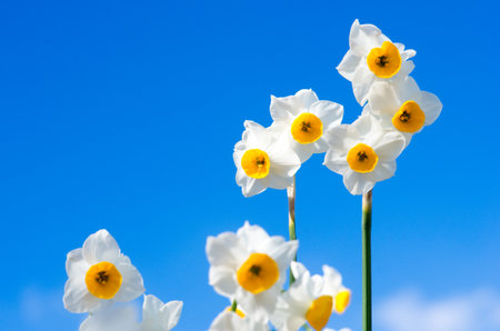 japanese narcissusの写真素材
