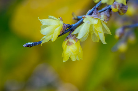 Wintersweetの写真素材